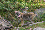 Europischer Grauwolf