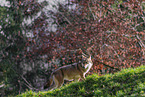Europischer Grauwolf