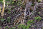Europischer Grauwolf