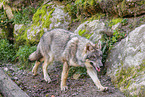 Europischer Grauwolf