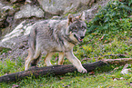 Europischer Grauwolf