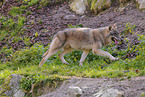 Europischer Grauwolf