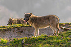 Europischer Grauwolf
