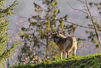Europischer Grauwolf