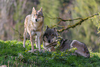 Europischer Grauwolf