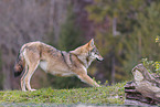 Europischer Grauwolf