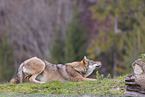 Europischer Grauwolf