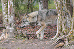 Europischer Grauwolf