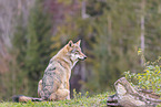 Europischer Grauwolf