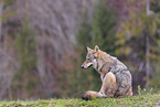 Europischer Grauwolf