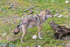Europischer Grauwolf