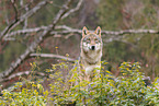 Europischer Grauwolf