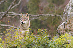 Europischer Grauwolf
