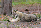 Europischer Grauwolf