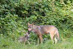 Europischer Grauwolf