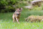 Europischer Grauwolf