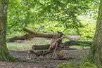 Europischer Grauwolf