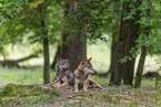 Europischer Grauwolf