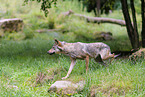 Europischer Grauwolf