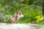 Europischer Wolf
