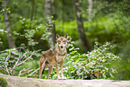 Europischer Wolf