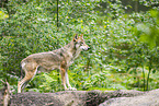 Europischer Wolf