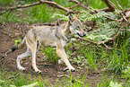 Europischer Wolf