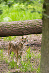 Europischer Wolf