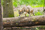 Europischer Wolf