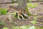Europischer Wolf