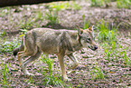 Europischer Wolf