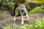junger Europischer Wolf