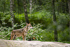 Europischer Wolf