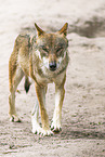 Europischer Wolf