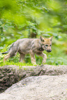 junger Europischer Wolf