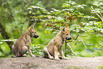junger Europischer Wolf