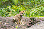 junger Europischer Wolf