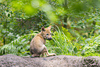 junger Europischer Wolf
