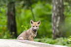 junger Europischer Wolf