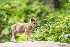 junger Europischer Wolf