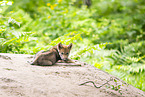 junger Europischer Wolf