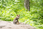 junger Europischer Wolf