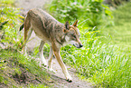 Europischer Wolf