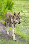 Europischer Wolf