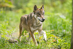 Europischer Wolf