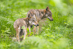 Europischer Wolf