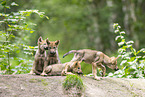 junger Europischer Wolf