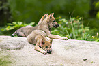 junger Europischer Wolf