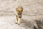 junger Europischer Wolf