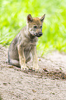 junger Europischer Wolf